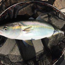 釣り船角田 釣果