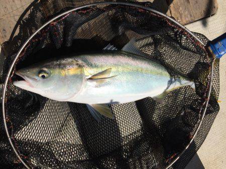 釣り船角田 釣果