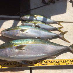 釣り船角田 釣果