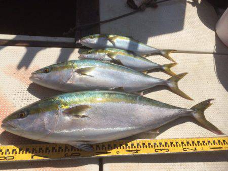 釣り船角田 釣果