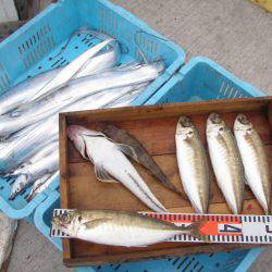 釣り船角田 釣果