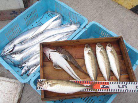 釣り船角田 釣果