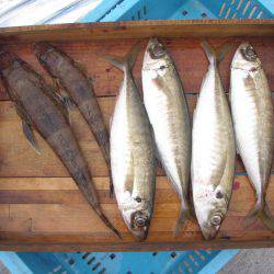 釣り船角田 釣果