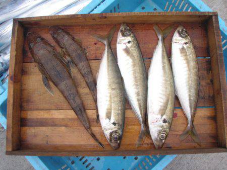 釣り船角田 釣果