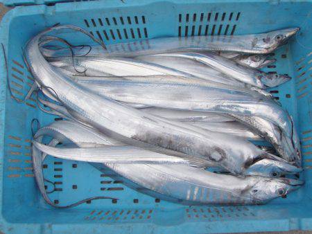 釣り船角田 釣果