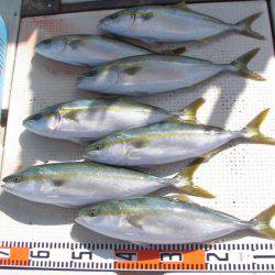 釣り船角田 釣果