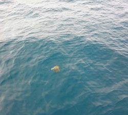 IDATEN(イダテン) 釣果