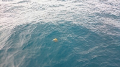 IDATEN(イダテン) 釣果