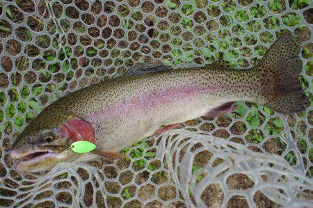 フィッシングレイクたかみや 釣果