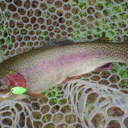 フィッシングレイクたかみや 釣果