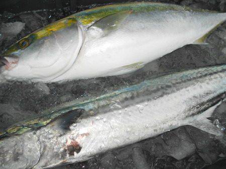 こうゆう丸 釣果