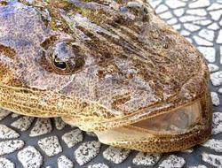 YELLOW-TAIL　イエローテール 釣果