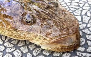 YELLOW-TAIL　イエローテール 釣果