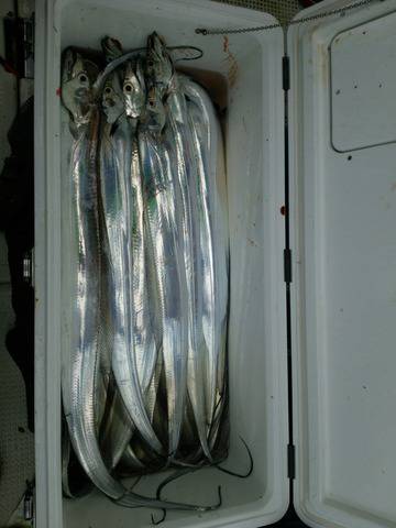 遊漁船　ニライカナイ 釣果