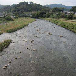 狩野川(狩野川漁業協同組合) 釣果