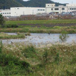 狩野川(狩野川漁業協同組合) 釣果