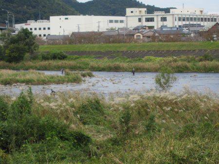 狩野川(狩野川漁業協同組合) 釣果