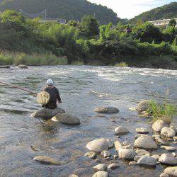 狩野川(狩野川漁業協同組合) 釣果