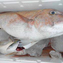 こうゆう丸 釣果