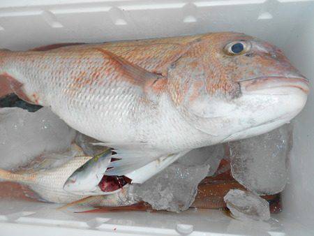 こうゆう丸 釣果