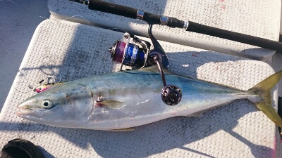 IDATEN（イダテン） 釣果