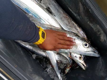 遊漁船　ニライカナイ 釣果