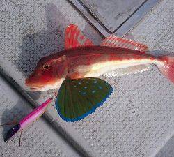 IDATEN(イダテン) 釣果