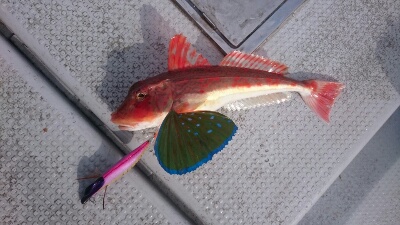 IDATEN(イダテン) 釣果