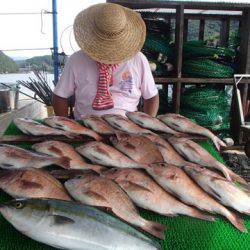 カタタのつり堀 釣果