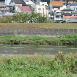 狩野川(狩野川漁業協同組合) 釣果