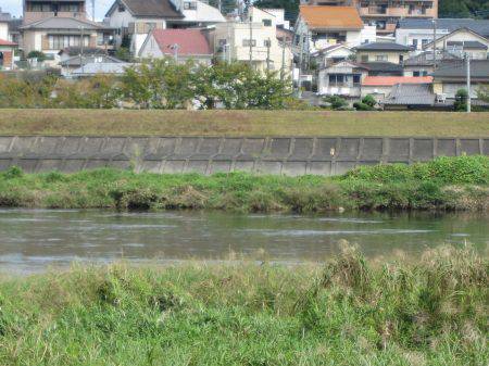 狩野川(狩野川漁業協同組合) 釣果