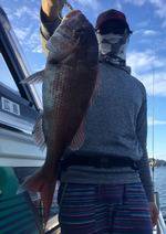 YELLOW-TAIL　イエローテール 釣果