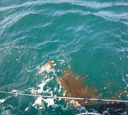 IDATEN（イダテン） 釣果