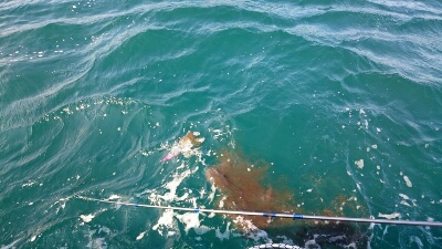 IDATEN（イダテン） 釣果