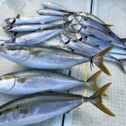 ミタチ丸 釣果