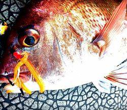 YELLOW-TAIL イエローテール 釣果