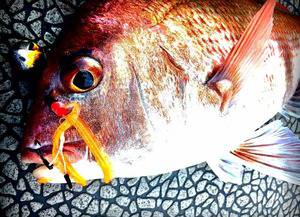 YELLOW-TAIL　イエローテール 釣…