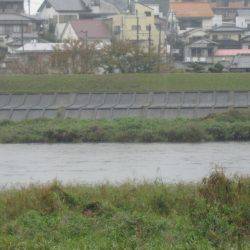 狩野川（狩野川漁業協同組合） 釣果