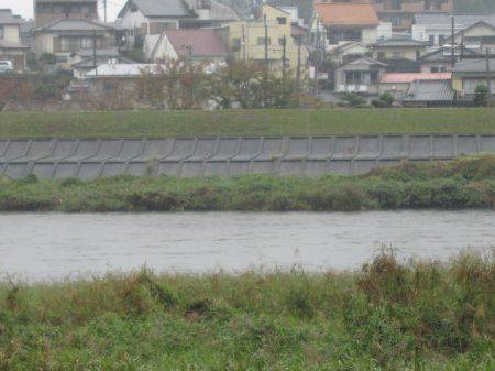 狩野川（狩野川漁業協同組合） 釣果