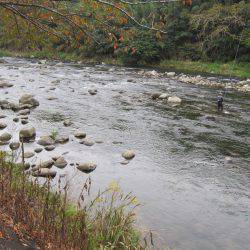 狩野川(狩野川漁業協同組合) 釣果