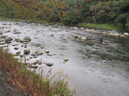 狩野川(狩野川漁業協同組合) 釣果