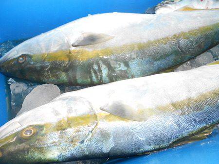 こうゆう丸 釣果