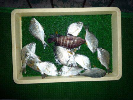 海山フィッシングセンター 釣果