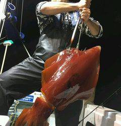 ディープ オーシャン 釣果