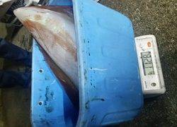 ディープ オーシャン 釣果