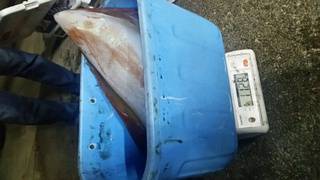 ディープ オーシャン 釣果