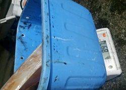 ディープ オーシャン 釣果