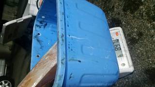 ディープ オーシャン 釣果