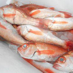 こうゆう丸 釣果