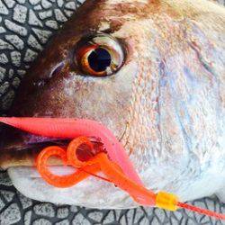 YELLOW-TAIL　イエローテール 釣果